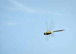 Dragonfly in Flight Photo