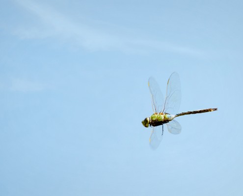 Dragonfly in Flight Photo